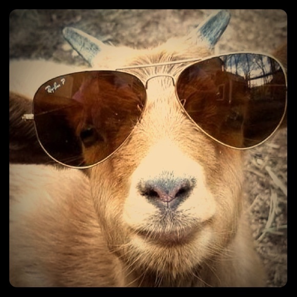 π§πΌββοΈYay!!! Iβm a Posh Ambassador!!! π§π»ββοΈ - Picture 1 of 1